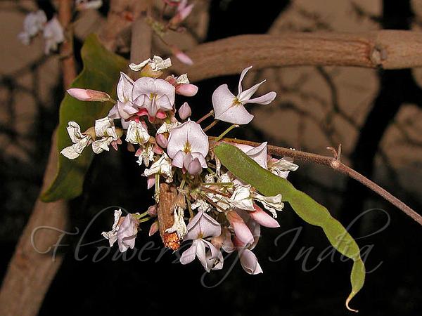 Ujjain Desmodium Tree